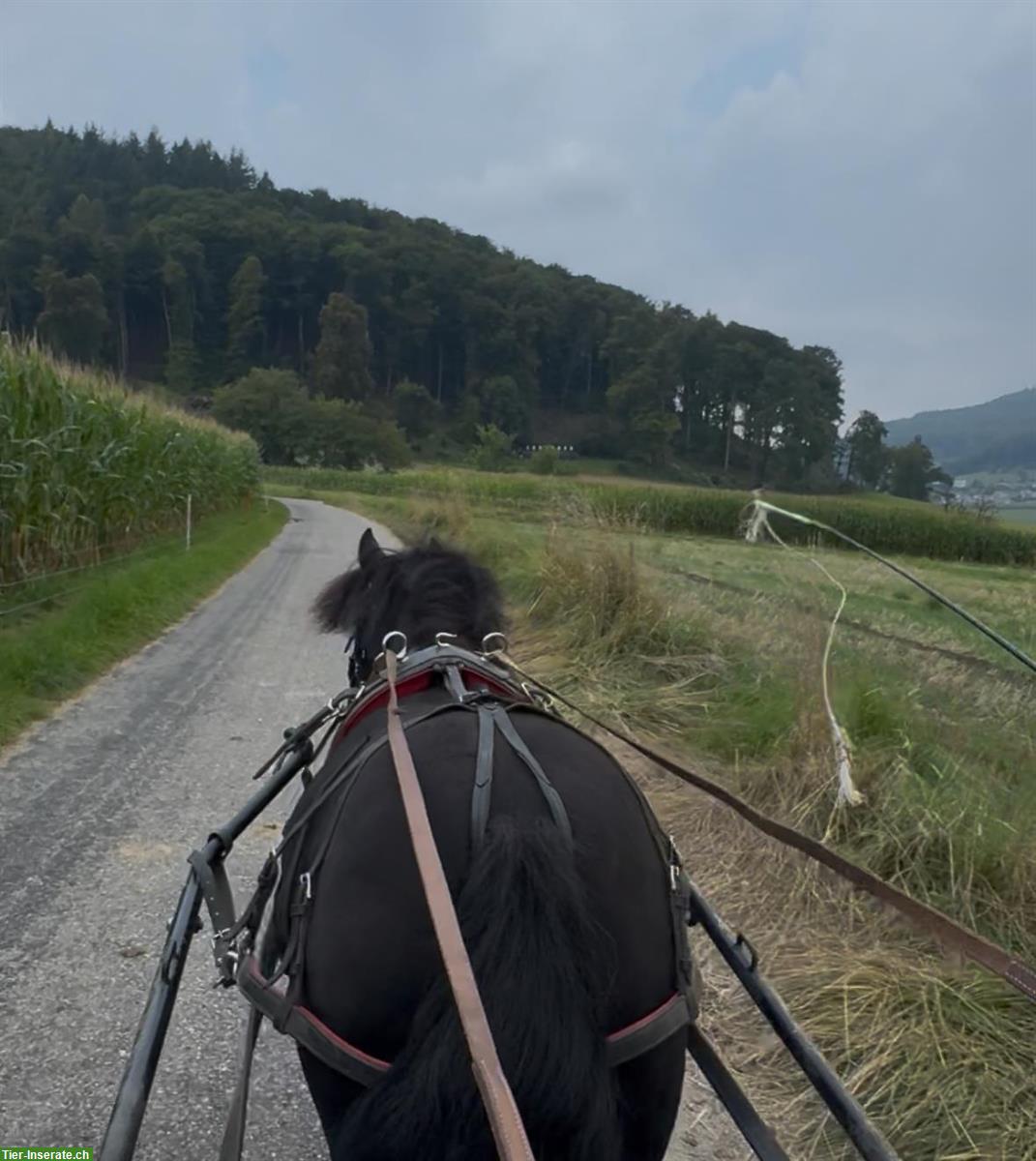 Bild 6: Coole Shetty Stute zu verkaufen