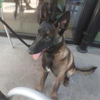 Belgischer Malinois, 8 Monat sucht ein Zuhause
