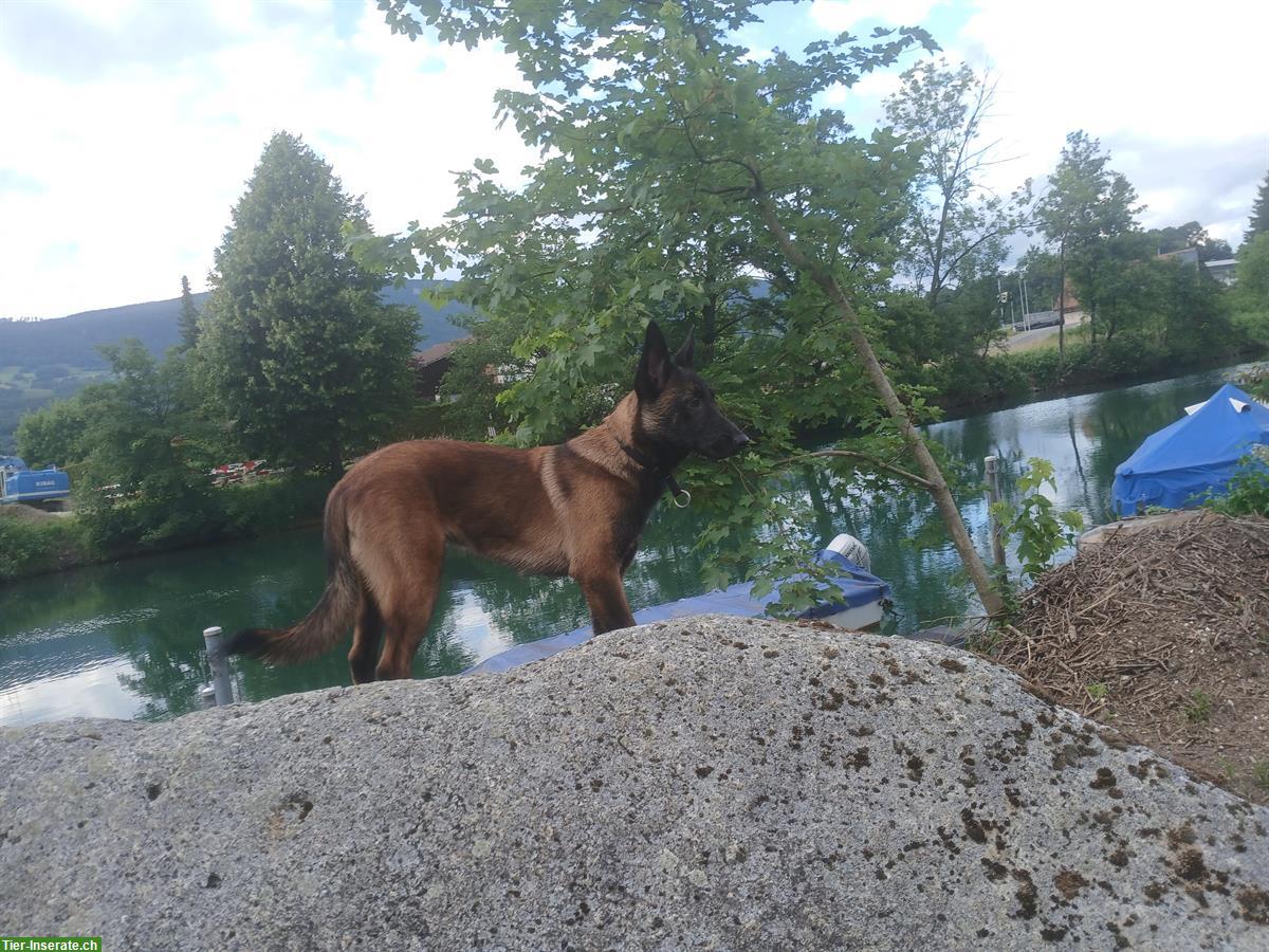 Bild 3: Belgischer Malinois, 8 Monat sucht ein Zuhause