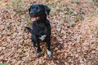 Border Collie x Labrador Deckrüden GESUCHT