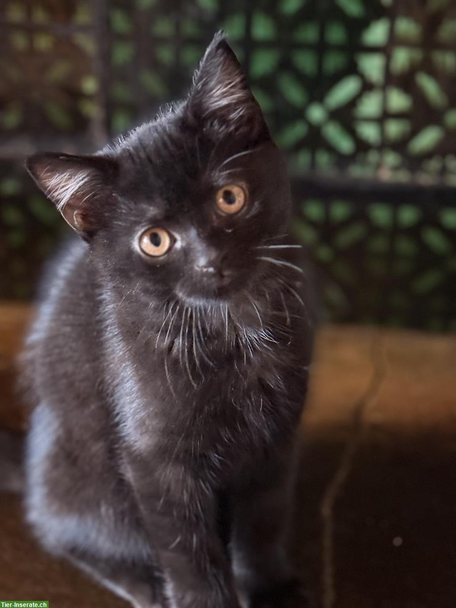 Perser Mischling Katerli sucht ein Zuhause