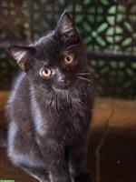 Perser Mischling Katerli sucht ein Zuhause