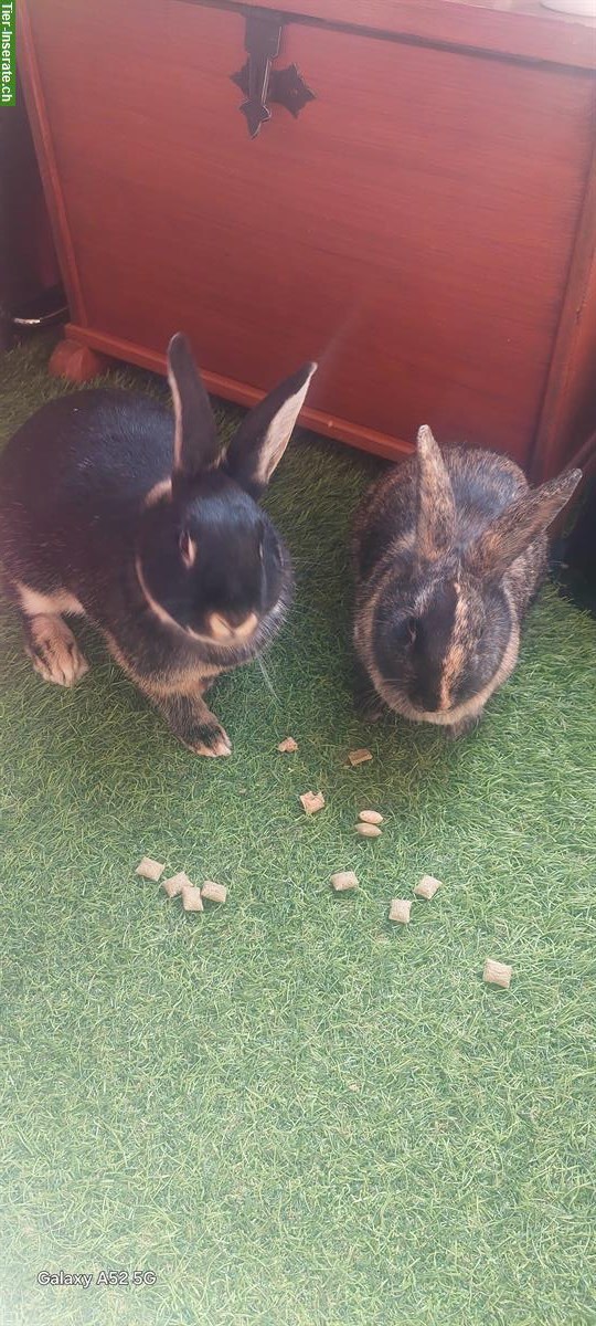 2 weibliche Kaninchen mit Tierhaus