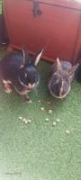 2 weibliche Kaninchen mit Tierhaus