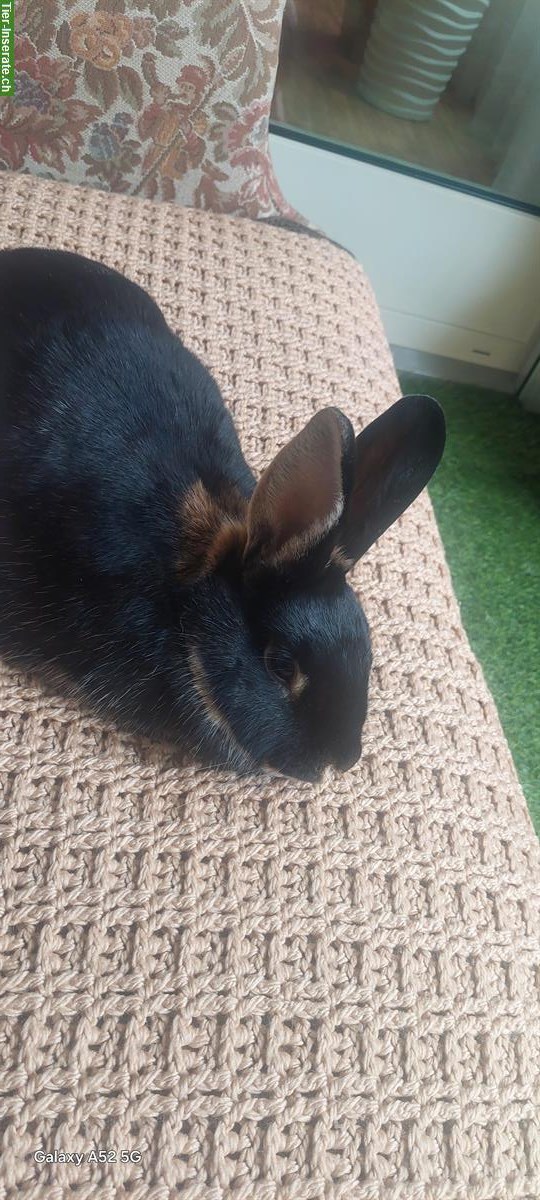 Bild 3: 2 weibliche Kaninchen mit Tierhaus