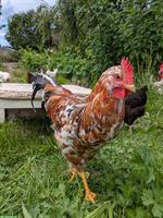 Schöner, braver Blumenhuhn Hahn abzugeben