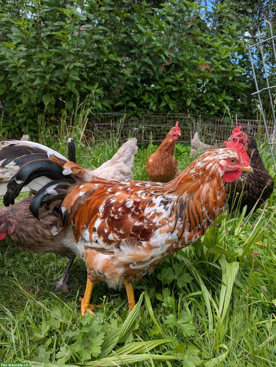 Bild 2: Schöner, braver Blumenhuhn Hahn abzugeben