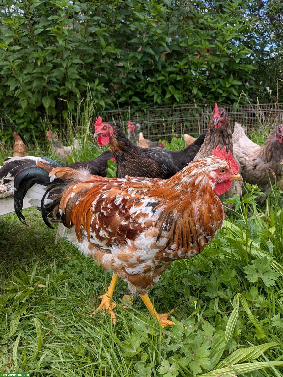 Bild 3: Schöner, braver Blumenhuhn Hahn abzugeben