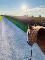 Älterer lieber Pony/Kleinpferd Wallach gesucht