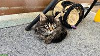 Maine Coon x Norwegische Waldkatze Kitten, tierärztlich Untersucht