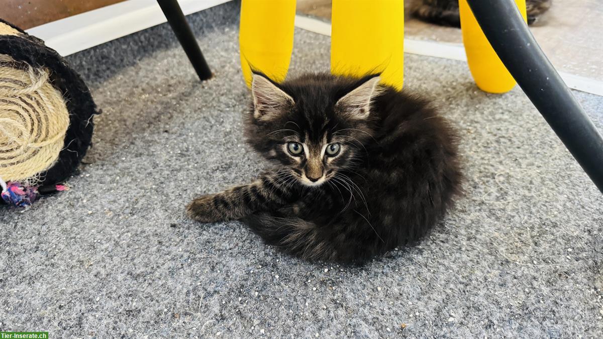 Bild 2: Maine Coon x Norwegische Waldkatze Kitten, tierärztlich Untersucht