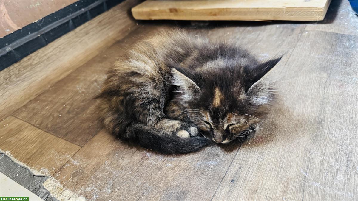 Bild 3: Maine Coon x Norwegische Waldkatze Kitten, tierärztlich Untersucht