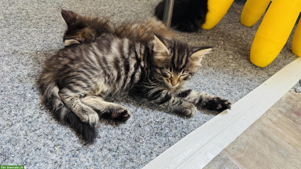 Bild 4: Maine Coon x Norwegische Waldkatze Kitten, tierärztlich Untersucht