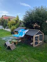 Bieten Meerschweinchen Ferienbetreuung in Aussenhaltung