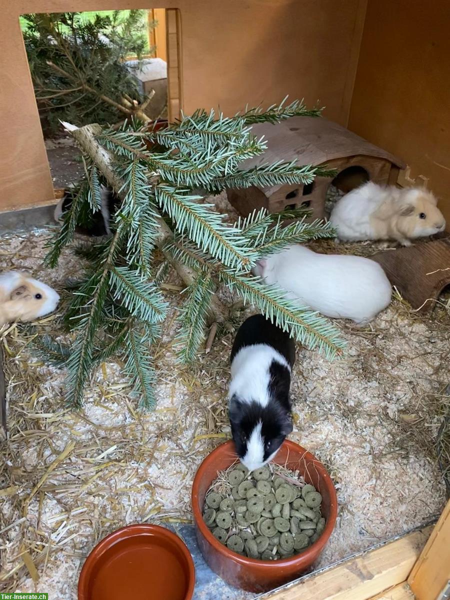 Bild 2: Bieten Meerschweinchen Ferienbetreuung in Aussenhaltung