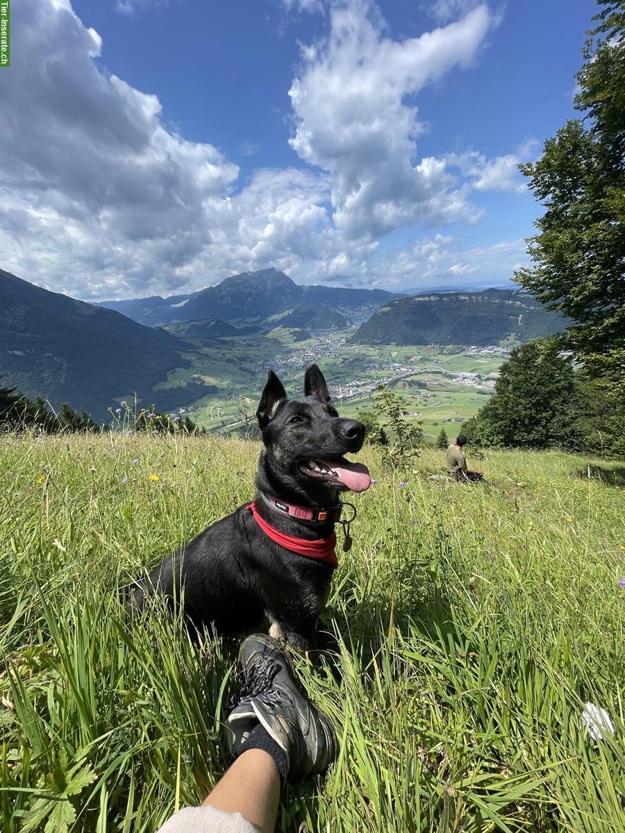 Junge Malinois Mix Hündin sucht Zuhause