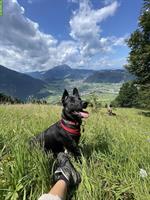 Junge Malinois Mix Hündin sucht Zuhause