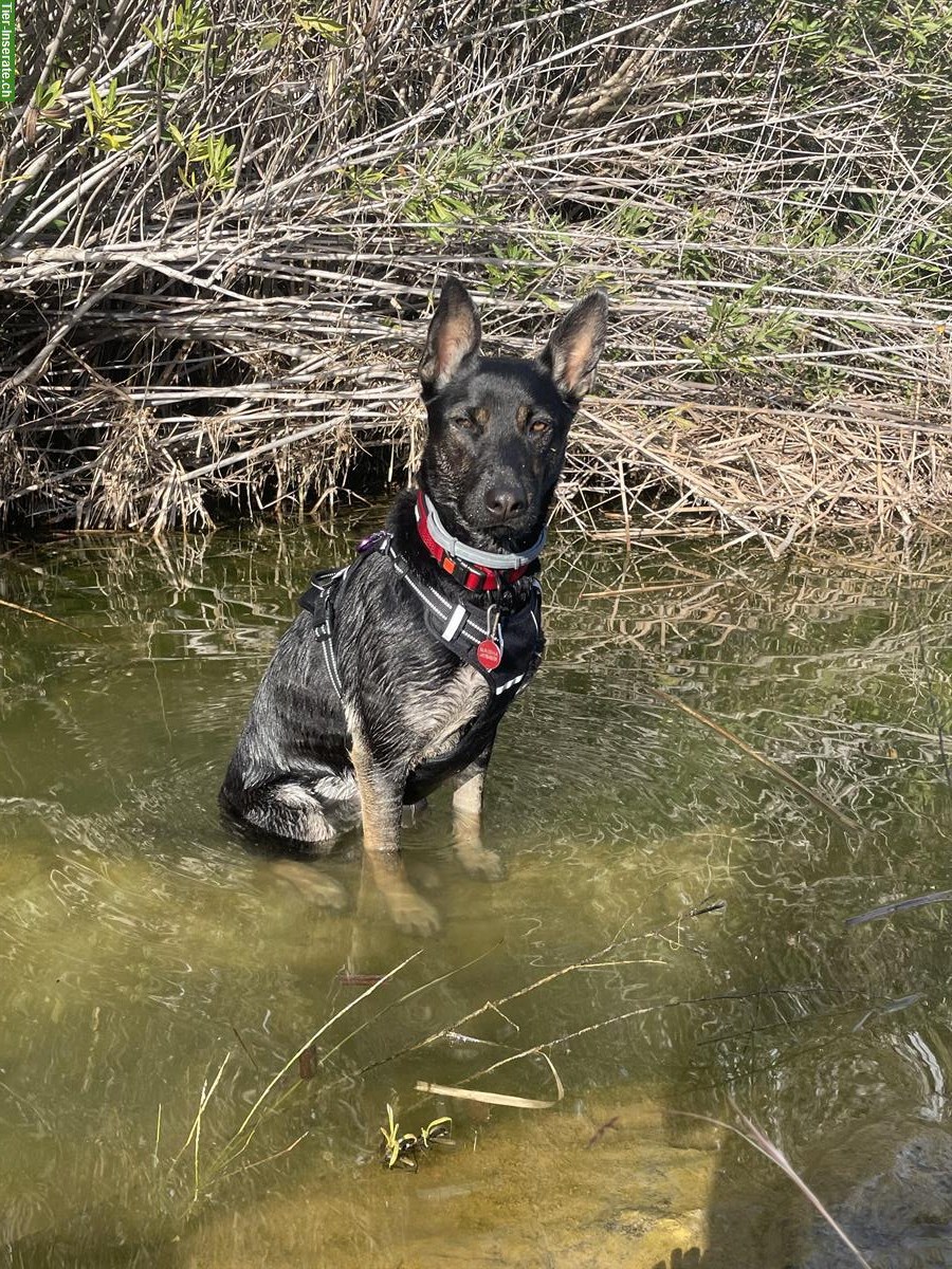 Bild 2: Junge Malinois Mix Hündin sucht Zuhause