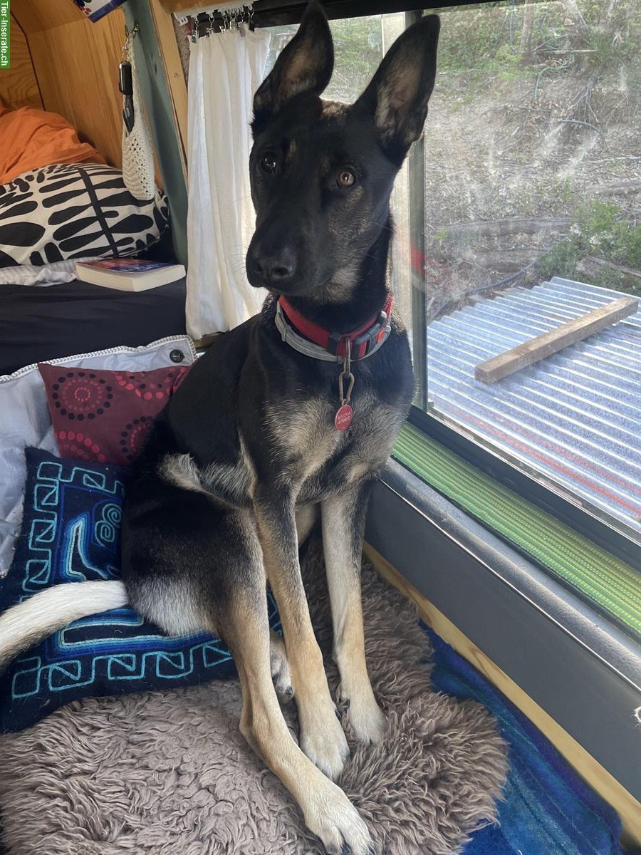 Bild 3: Junge Malinois Mix Hündin sucht Zuhause