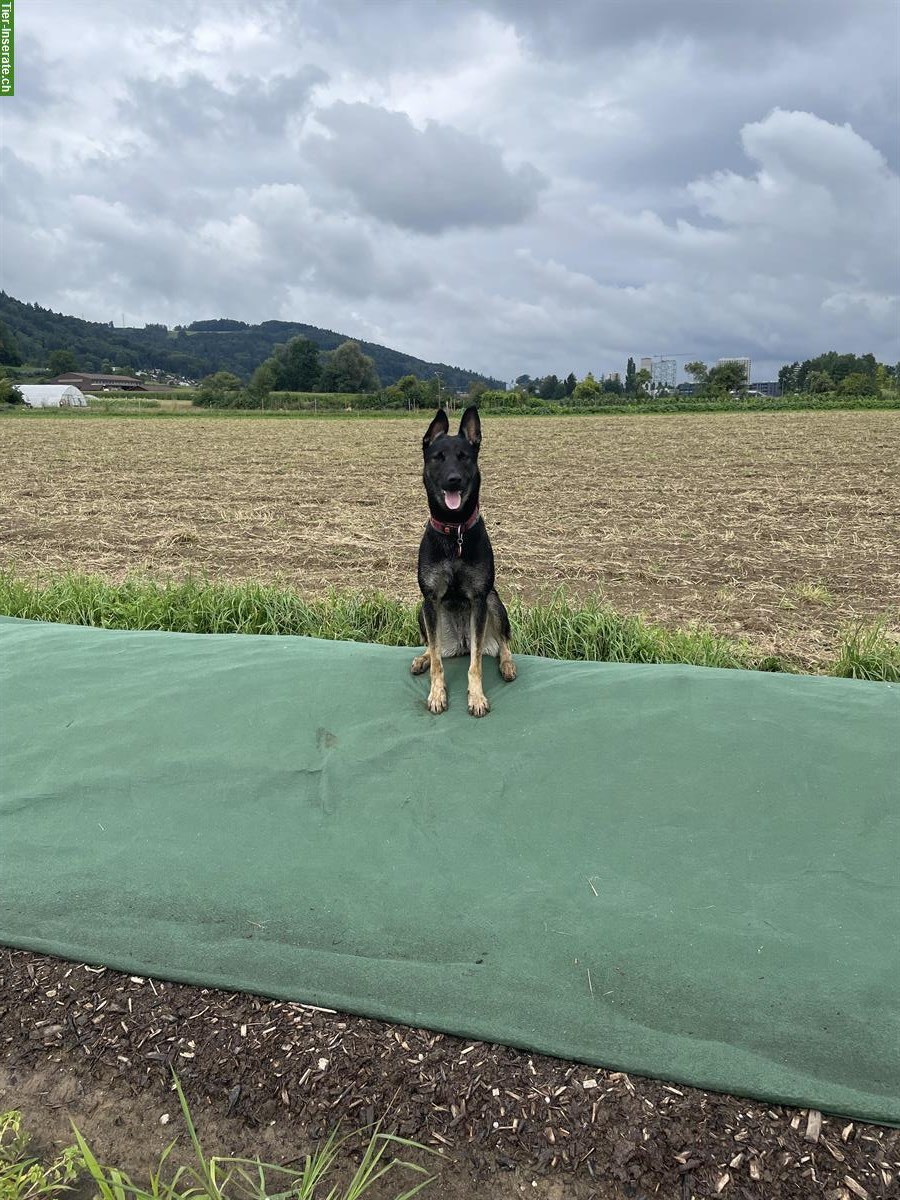 Bild 4: Junge Malinois Mix Hündin sucht Zuhause