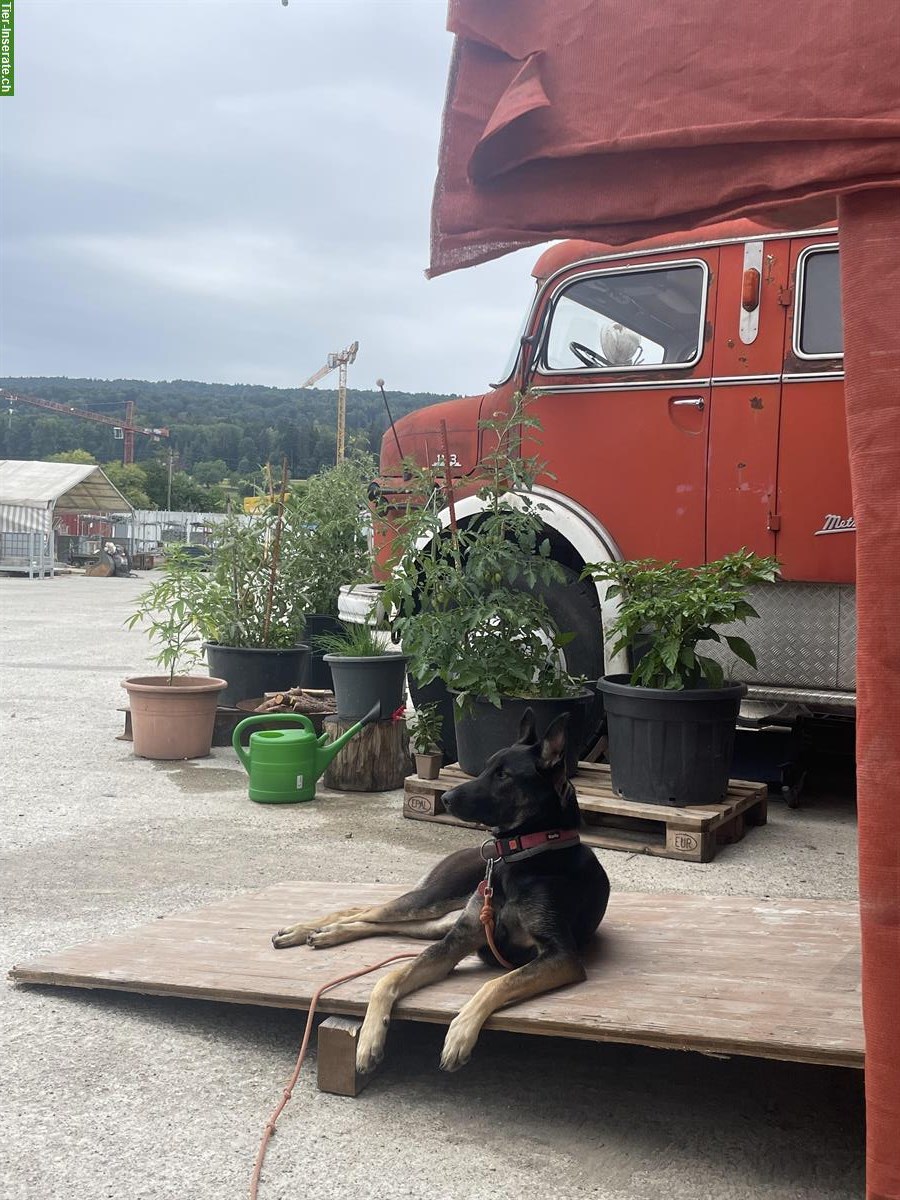 Bild 5: Junge Malinois Mix Hündin sucht Zuhause