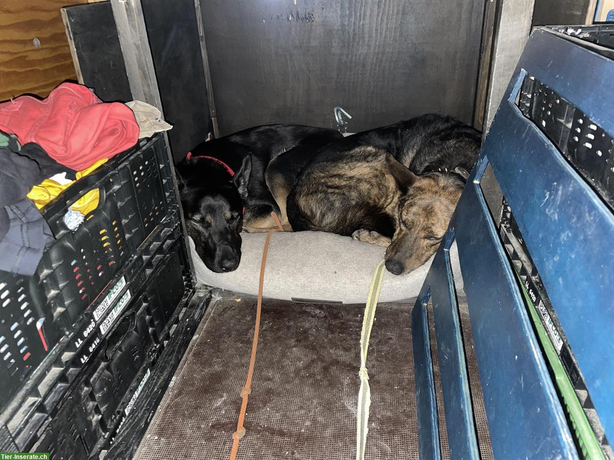 Bild 6: Junge Malinois Mix Hündin sucht Zuhause