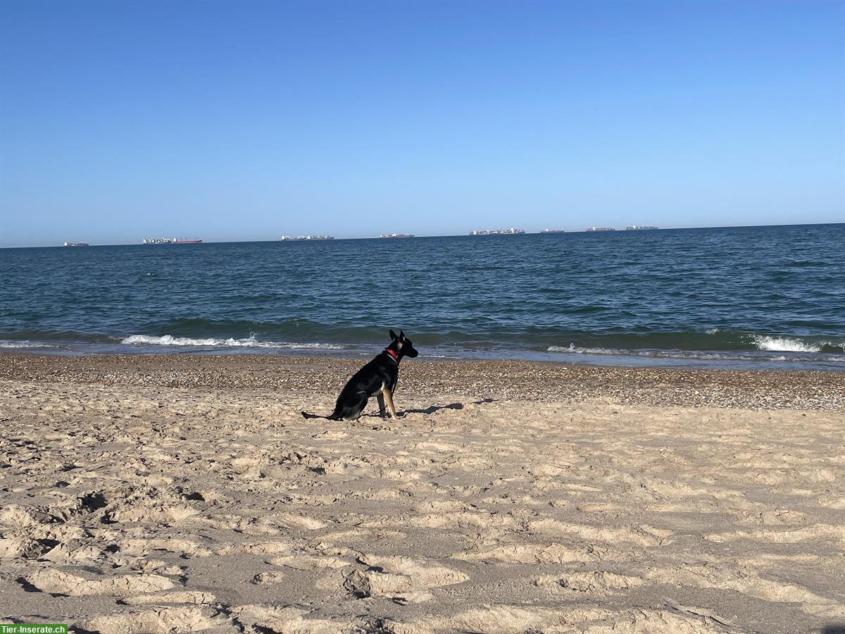 Bild 7: Junge Malinois Mix Hündin sucht Zuhause
