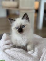 Heilige Birma Weibchen sucht ein Zuhause