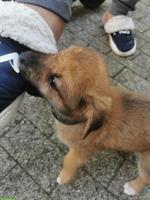 Hunde Baby gefunden mit kleinen Hunde Geschwister