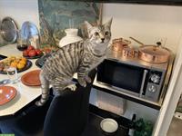 Herzige Bauernhofkatze sucht einen Lebensplatz