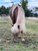 Beistellplatz für Isländer Stute gesucht