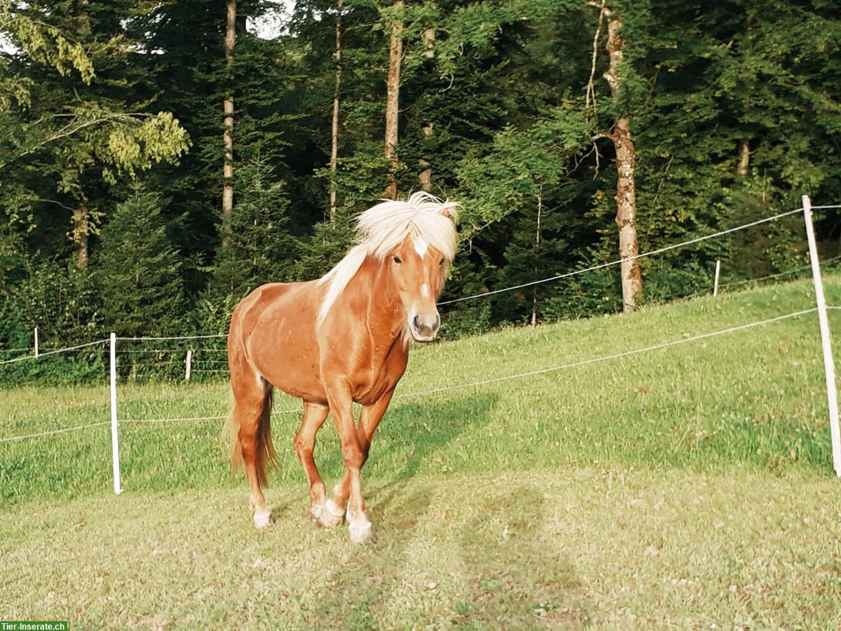 Bild 2: Beistellplatz für Isländer Stute gesucht