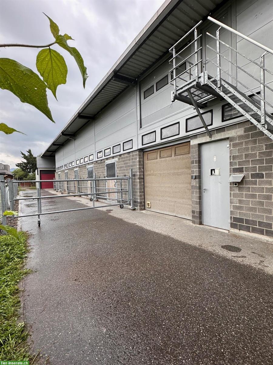 Pferdestall mit 5 Boxen zu vermieten in Diepoldsau SG