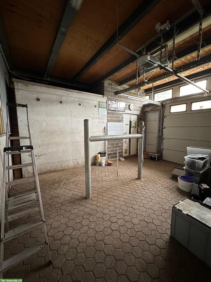 Bild 3: Pferdestall mit 5 Boxen zu vermieten in Diepoldsau SG