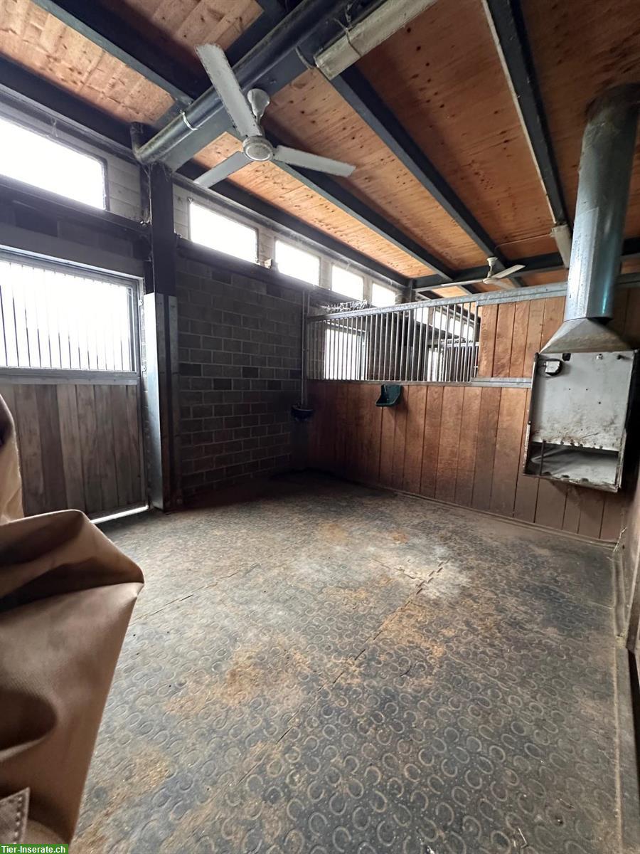 Bild 5: Pferdestall mit 5 Boxen zu vermieten in Diepoldsau SG