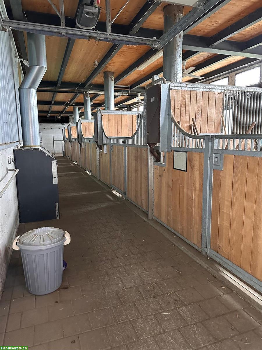 Bild 6: Pferdestall mit 5 Boxen zu vermieten in Diepoldsau SG