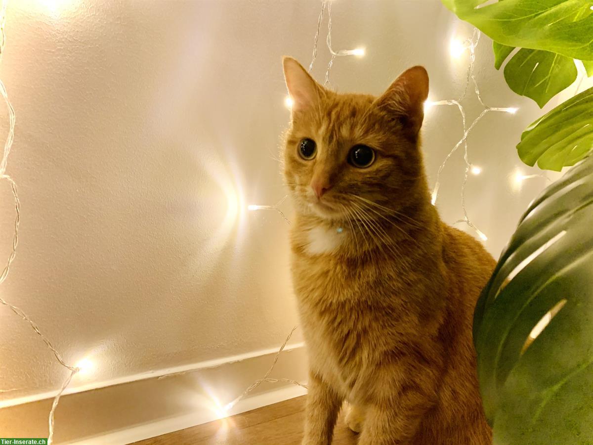 Independent & affectionate redhead cat - up for adoption