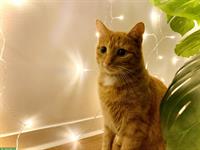 Independent & affectionate redhead cat - up for adoption