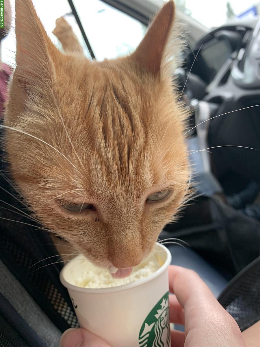 Bild 3: Independent & affectionate redhead cat - up for adoption