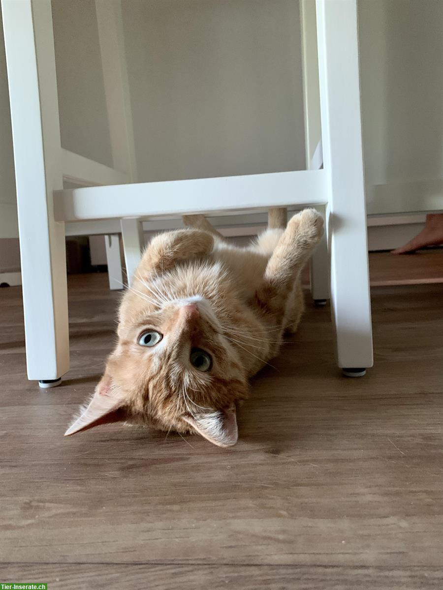 Bild 4: Independent & affectionate redhead cat - up for adoption