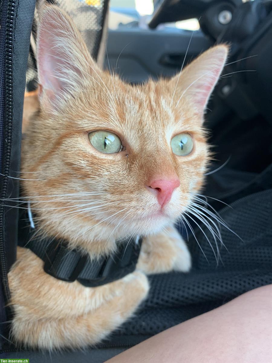 Bild 5: Independent & affectionate redhead cat - up for adoption