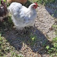 Rassenreiner Zwerg-Cochin Hahn zu verschenken