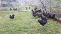 Schwarze Zwerg Wyandotten Hühner zu verkaufen