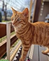 Lieber Kater sucht DRINGEND ein Zuhause