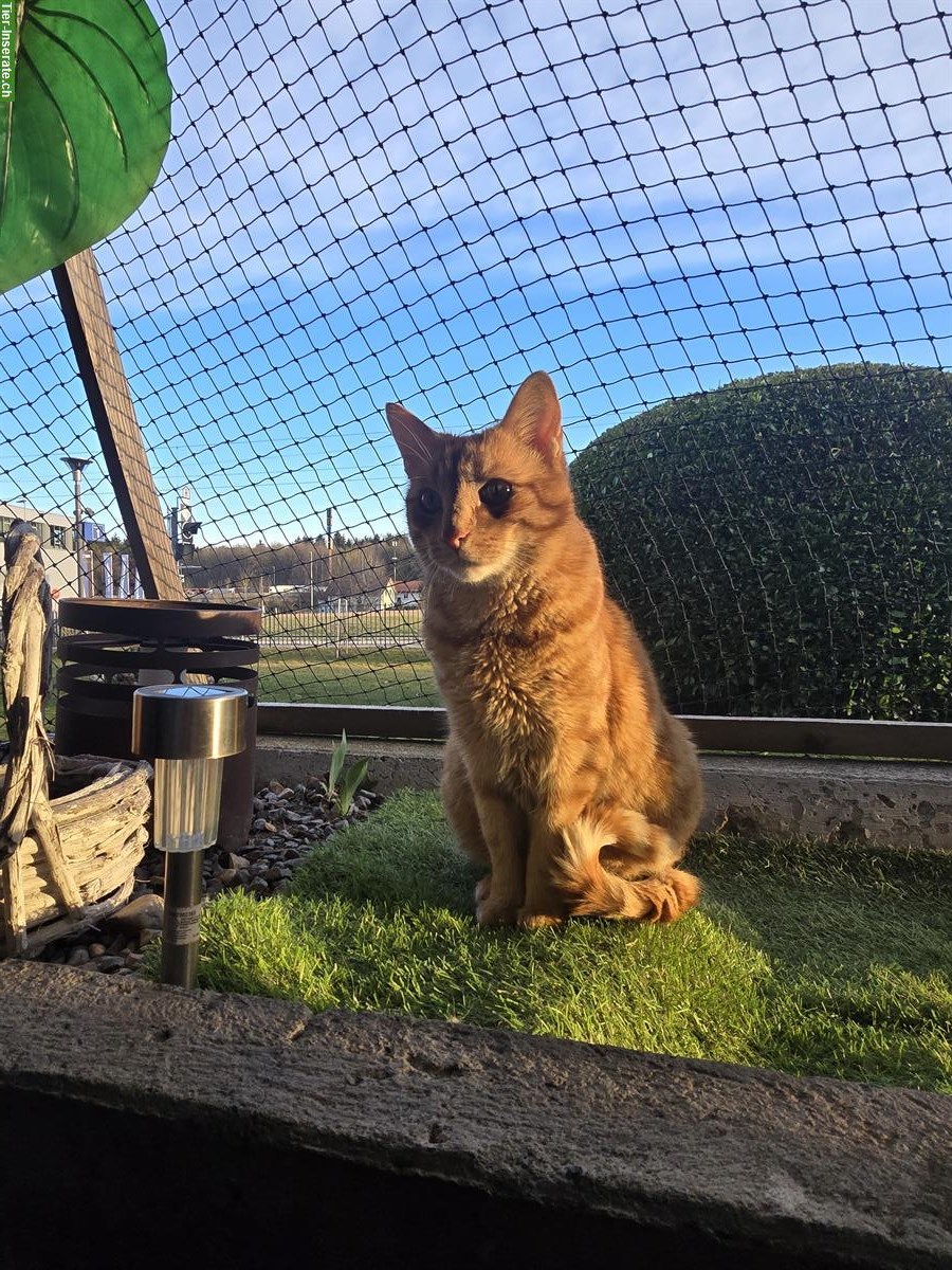 Bild 2: Lieber Kater sucht DRINGEND ein Zuhause