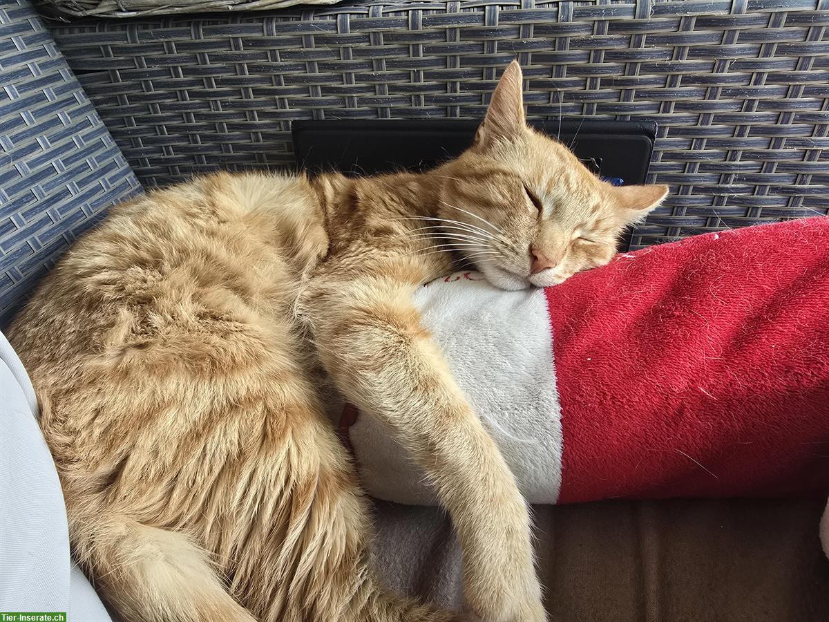 Bild 3: Lieber Kater sucht DRINGEND ein Zuhause
