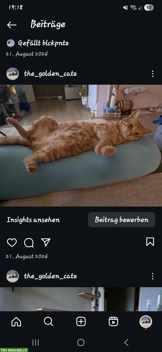 Bild 4: Lieber Kater sucht DRINGEND ein Zuhause