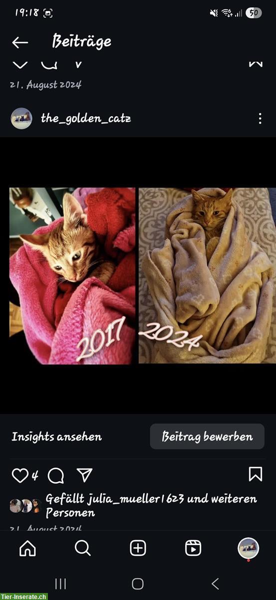 Bild 5: Lieber Kater sucht DRINGEND ein Zuhause