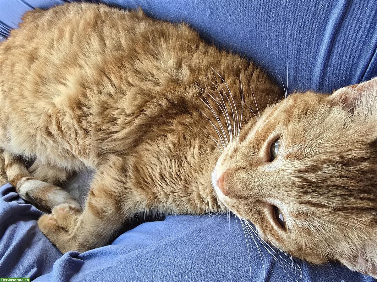 Bild 6: Lieber Kater sucht DRINGEND ein Zuhause