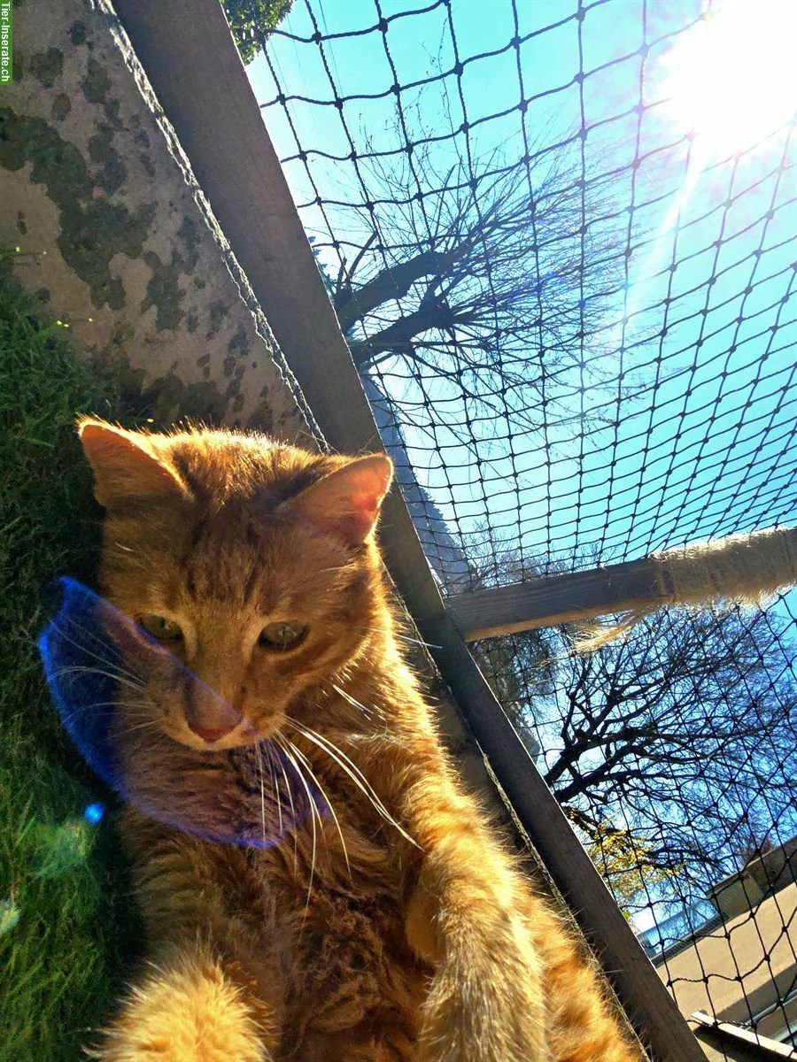 Bild 7: Lieber Kater sucht DRINGEND ein Zuhause